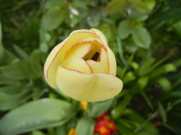 Tulipa Shirley (2014, April 13) - Tulipa Shirley