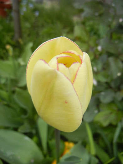 Tulipa Shirley (2014, April 13) - Tulipa Shirley