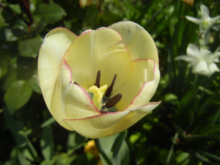 Tulipa Shirley (2014, April 14) - Tulipa Shirley
