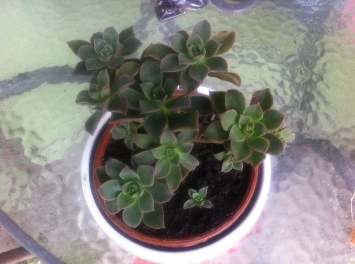 Aeonium - suculente