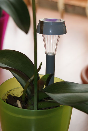 Norocoasa - Phalaenopsis