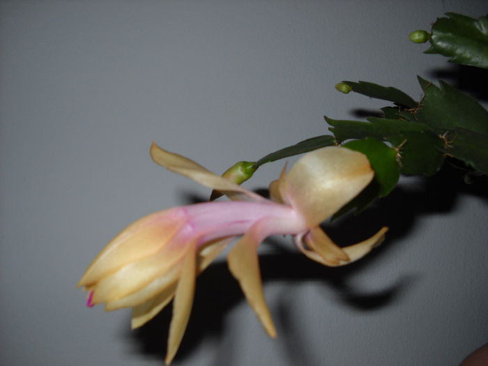 13.aprilie - Schlumbergera 2014-2020