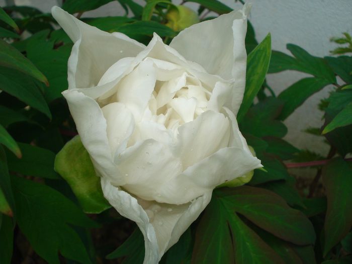 11.04.2014 - Gradina in 2014