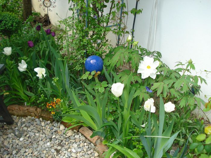 DSC06164 - Gradina in 2014