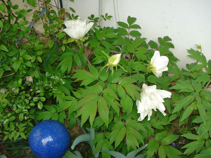 13.04.2014 - Gradina in 2014