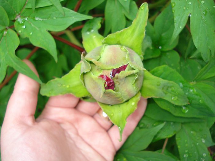 DSC06314 - Gradina in 2014