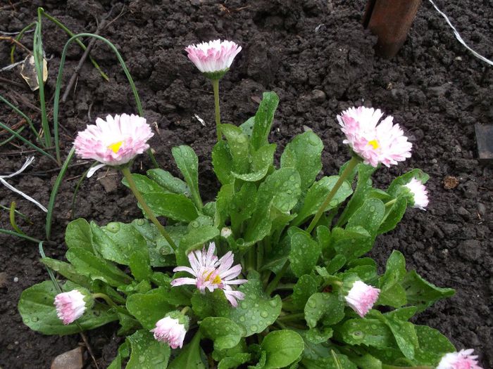 002 - Primavara 2014