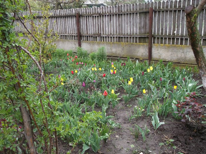 003 - Primavara 2014