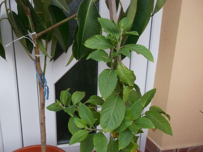 012 - Primavara 2014