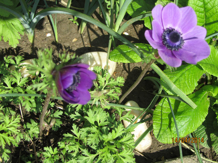 Anemone - Flori de gradina-2014 Primavara