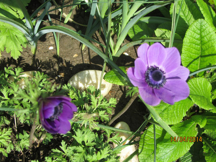 IMG_2387 - Flori de gradina-2014 Primavara