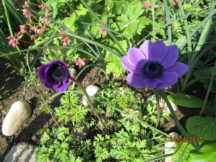 IMG_2407 - Flori de gradina-2014 Primavara