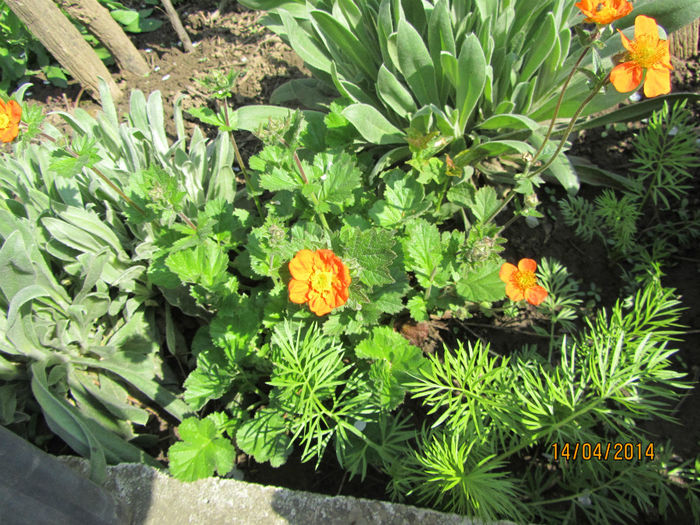 IMG_2442 - Flori de gradina-2014 Primavara