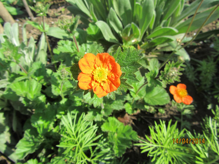 IMG_2443 - Flori de gradina-2014 Primavara