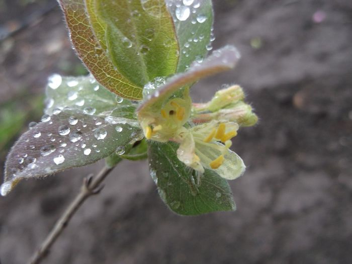 lonicera blue star - Primavara 2014