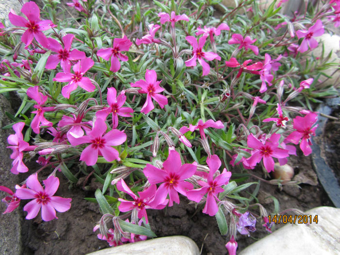 Phlox Subulata - Flori de gradina-2014 Primavara