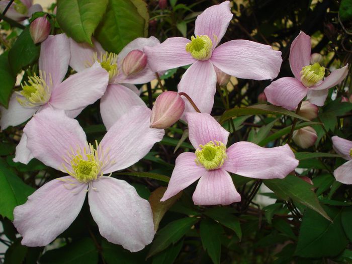 DSC06306 - Clematis 2014