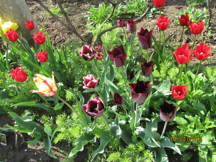 IMG_2440 - Flori de gradina-2014 Primavara