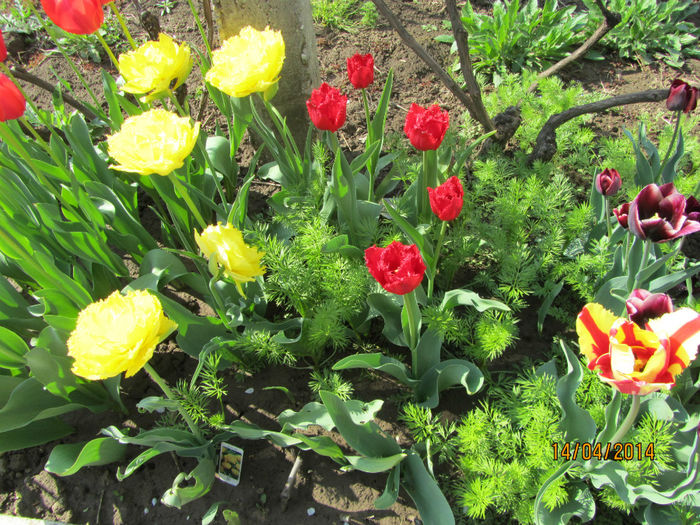 IMG_2441 - Flori de gradina-2014 Primavara