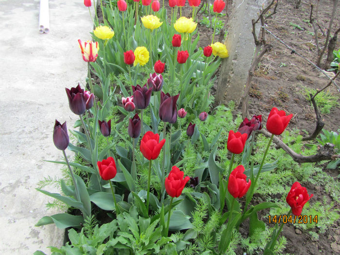 IMG_2467 - Flori de gradina-2014 Primavara