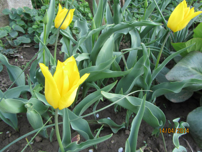 IMG_2469 - Flori de gradina-2014 Primavara