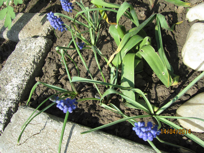 IMG_2398 - Flori de gradina-2014 Primavara