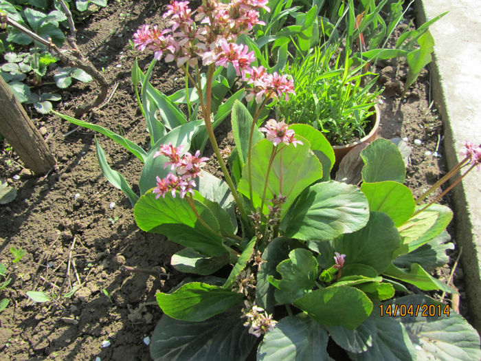 IMG_2444 - Flori de gradina-2014 Primavara