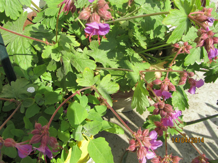 IMG_2451 - Flori de gradina-2014 Primavara