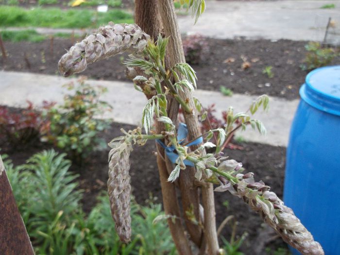 glicina - Primavara 2014