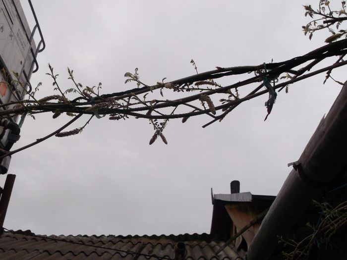 104 - Primavara 2014