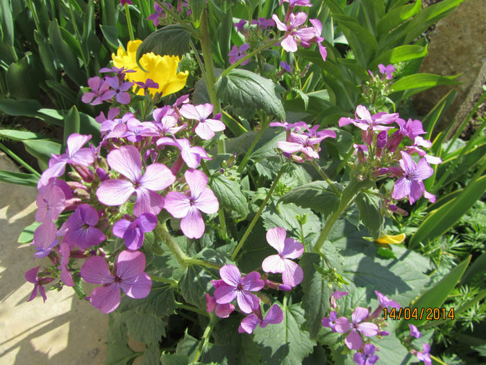 IMG_2424 - Flori de gradina-2014 Primavara