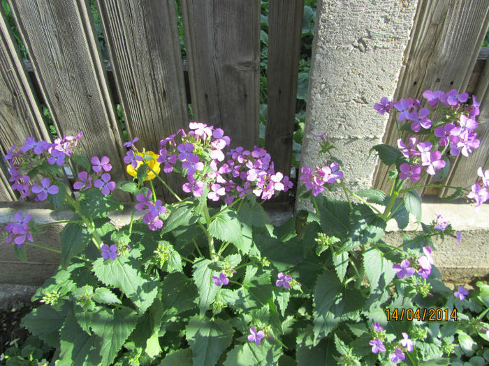 IMG_2425 - Flori de gradina-2014 Primavara