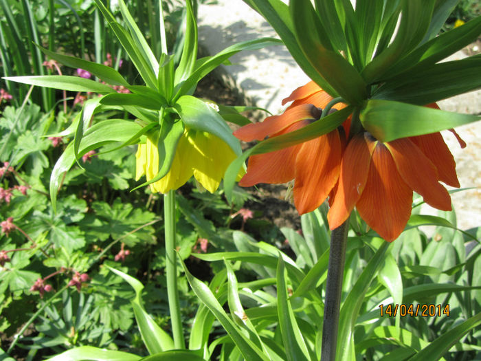 IMG_2390 - Flori de gradina-2014 Primavara