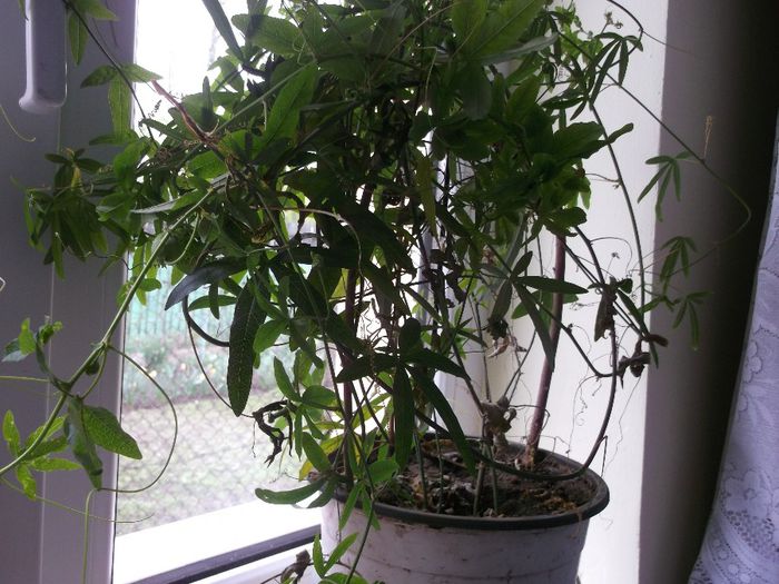 pasiflora - Primavara 2014