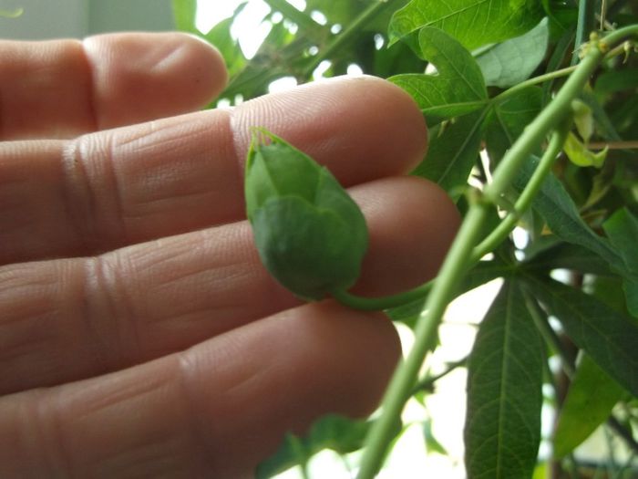 113 - Primavara 2014