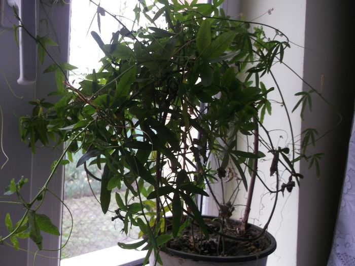 114 - Primavara 2014