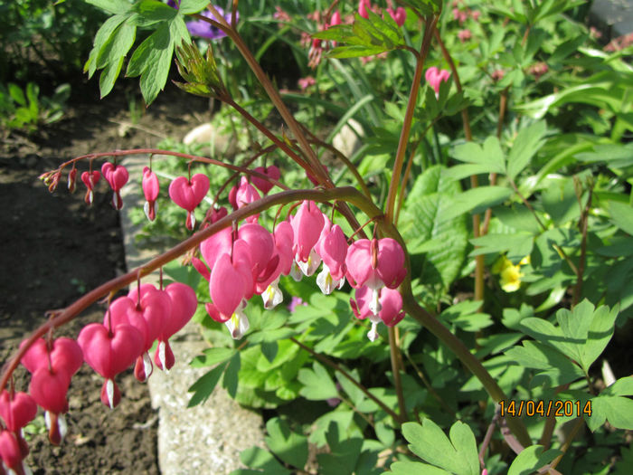 IMG_2388 - Flori de gradina-2014 Primavara