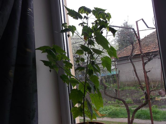 116 - Primavara 2014