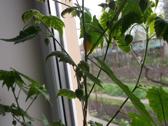 119 - Primavara 2014