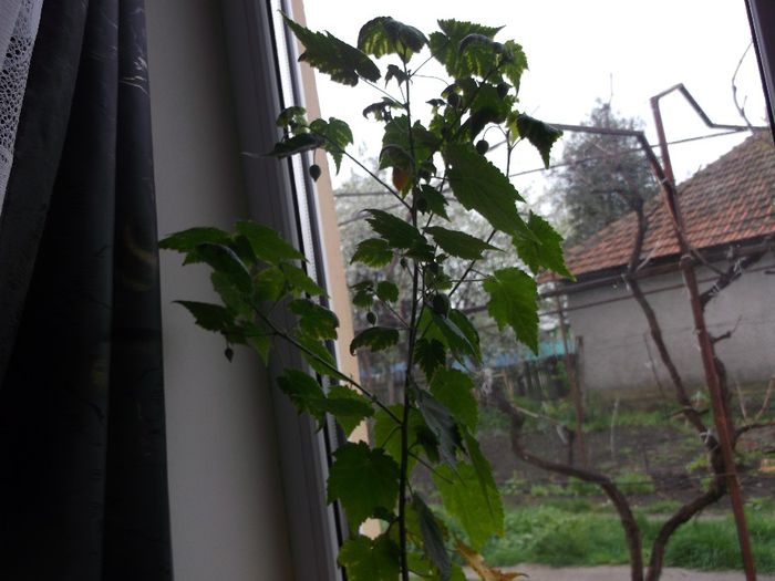 120 - Primavara 2014