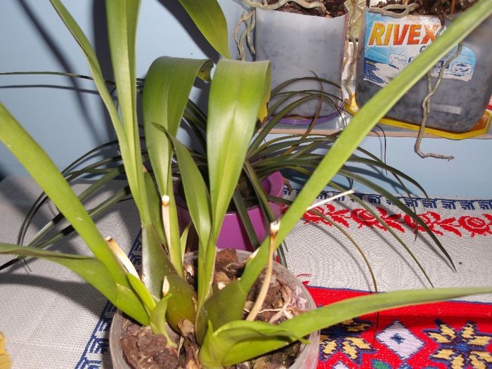 122 - Primavara 2014