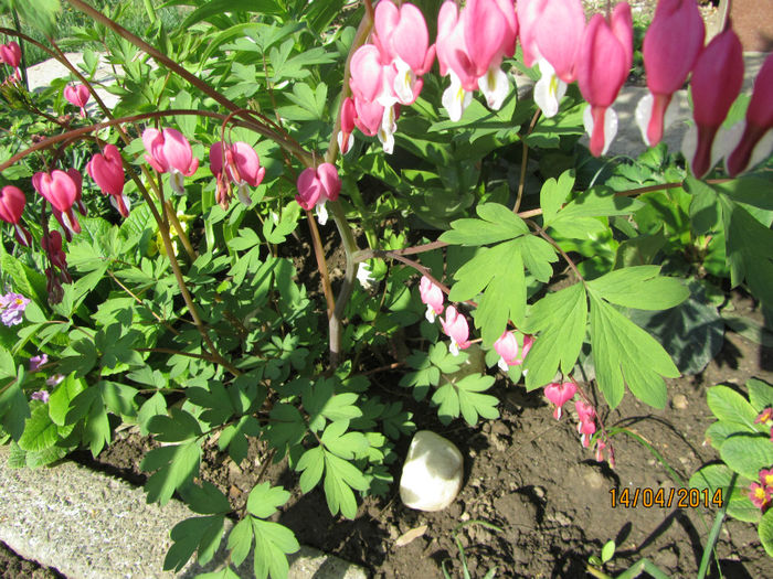 IMG_2455 - Flori de gradina-2014 Primavara