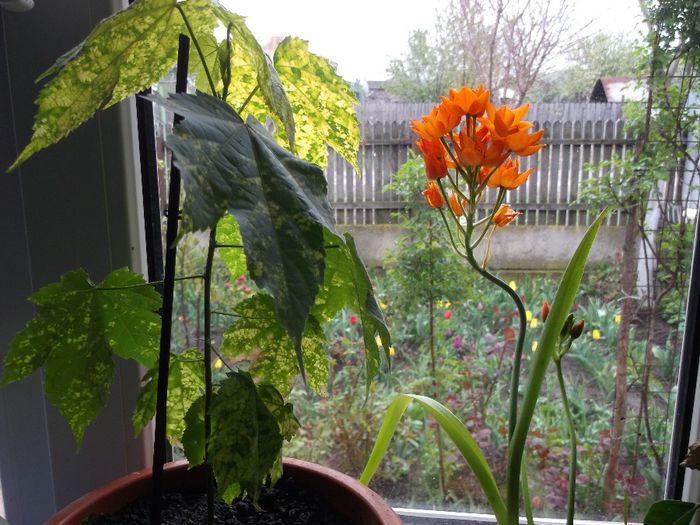 124 - Primavara 2014