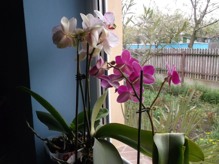 126 - Primavara 2014