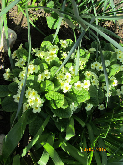 IMG_2419 - Flori de gradina-2014 Primavara