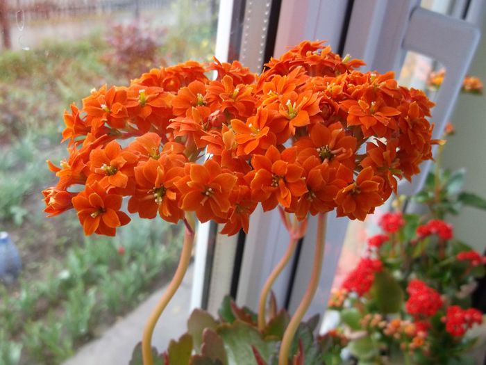 131 - Primavara 2014