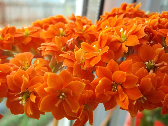 132 - Copy - Primavara 2014