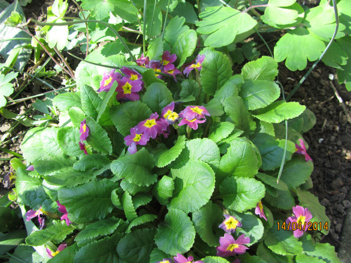 IMG_2402 - Flori de gradina-2014 Primavara