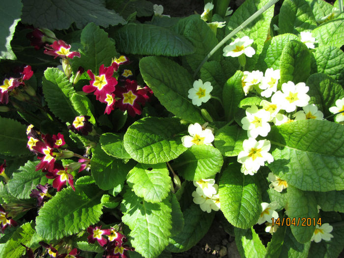 IMG_2403 - Flori de gradina-2014 Primavara