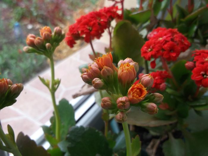 133 - Copy - Copy - Primavara 2014